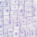 Bergamot PolyphenolicFraction®