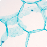 PhosphatidylSerine(PS) 50%