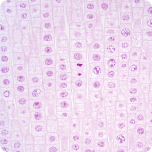 Vitamin K2 as MK-7(menaquinone-7)