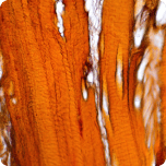 Myo + D-chiro Inositol