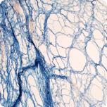 Nicotinamide mononucleotide (NMN)